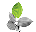 Alas, Oplas & Co., CPAs logo